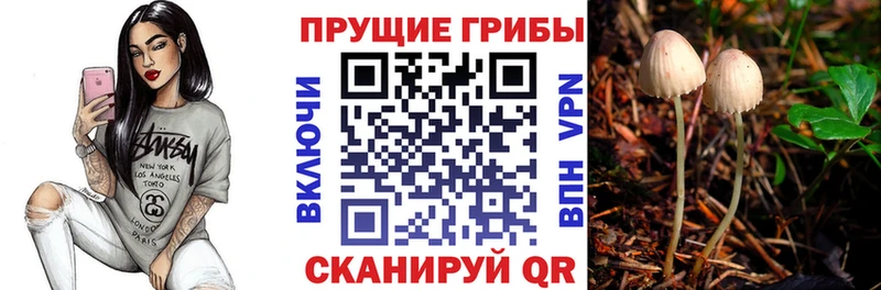 Псилоцибиновые грибы Psilocybe купить закладку Тырныауз